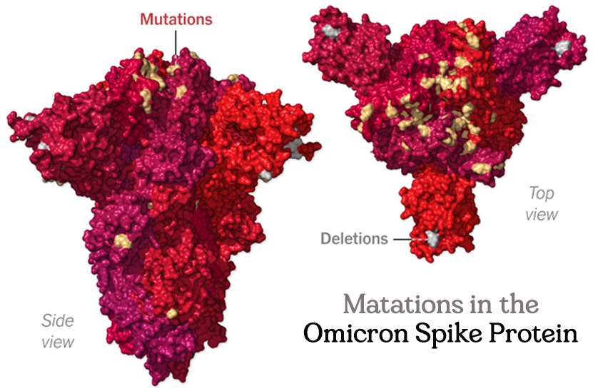 Matations in the Omicron Spike Protein