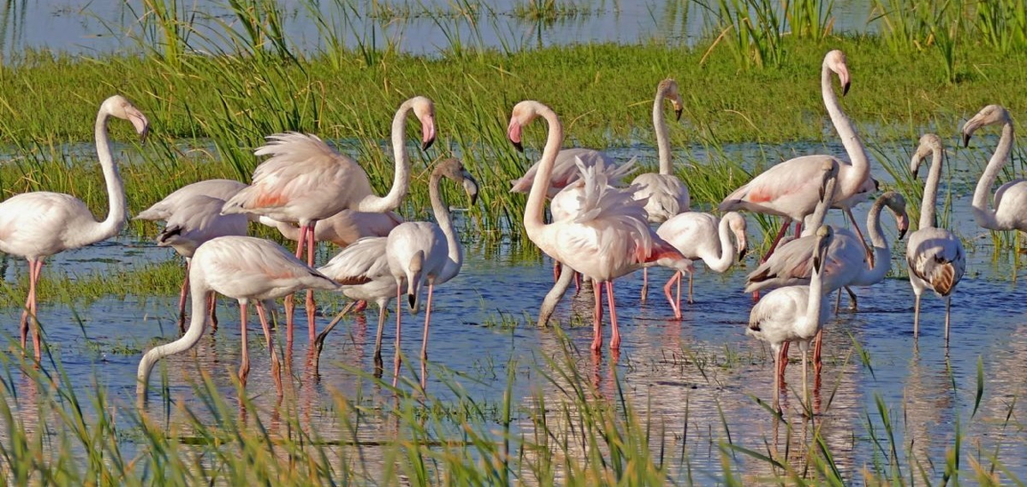 Photographing-the-Flamingos